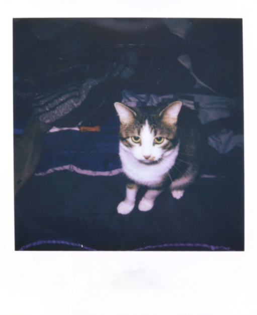 polaroid